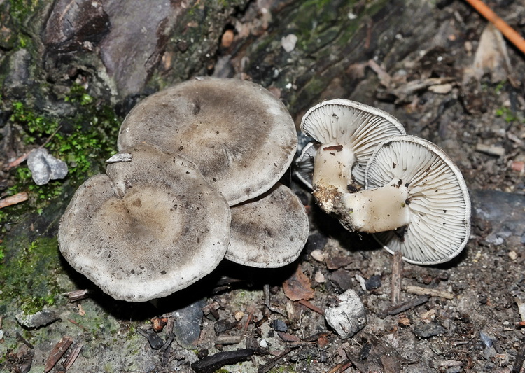 Rhodocybe popinalis